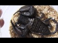 African Flat Rock Scorpion 