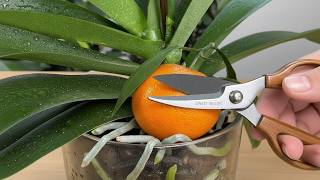 Absolute Treasure for ORCHIDS! Use It Just Once a Month, and Even the Weakest Plants Will Bloom!