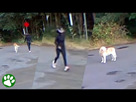 Woman tricks senior dog they're going for a walk but abandons him instead