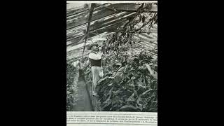 Download lagu Farm vanilla has been developed in 1907, has even used a simple green house system. mp3