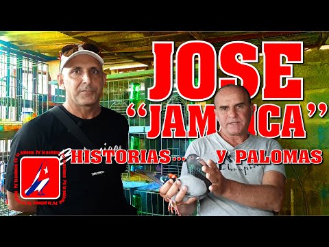 El PALOMAR de JOSE "JAMAICA" un GRANDE DE LA PALOMA en SAN JOSE DE LAS LAJAS
