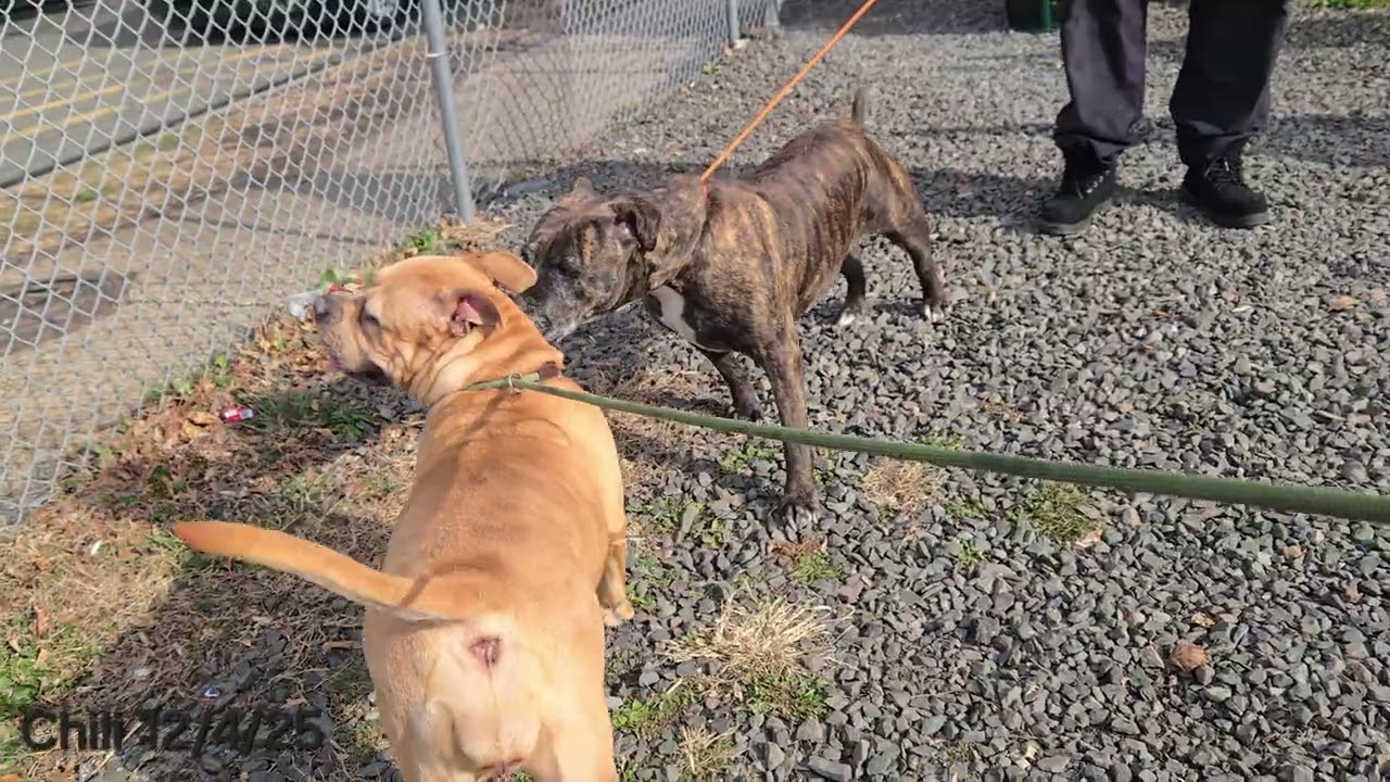 Enlarge Chili, a ADOPTABLE Pit Bull Terrier in Trenton, NJ video 4/4