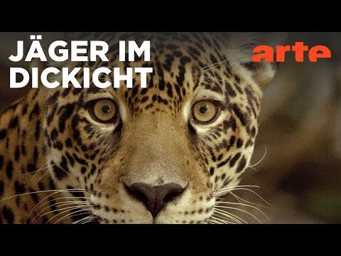 Guyana: Der Weg des Jaguars | ARTE Family