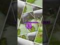 Haal Jo Mera Hai Mai Kisko Batau Bts Aestheic Song Lyrics Edit Trending Love Ytshorts Yt