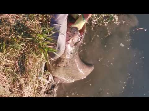 Soffisfazioni a catfishing - Grosso siluro a spinning - #catfishing #cat #catfish #pesca  #spinning