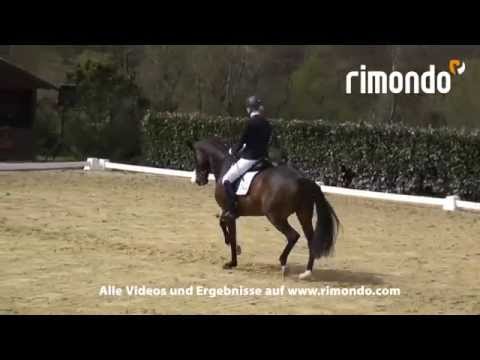 BuCha-Quali Sieg für Florina v. Fürst Romancier/Donnerhall