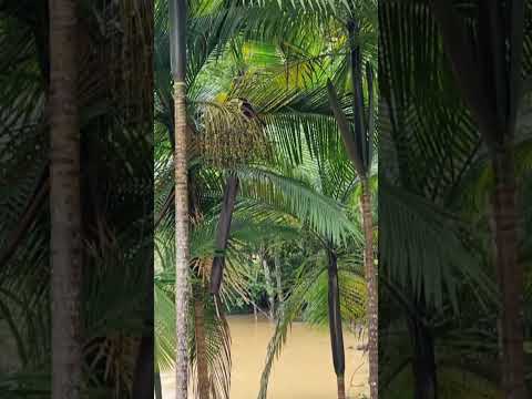 Tucano De-Bico-Verde!!! 😍Trombudo Central - Santa Catarina!!!#tucanos #enchentes#inundações