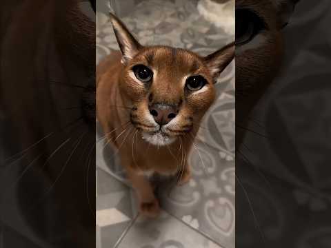 The five most expensive cats in the world