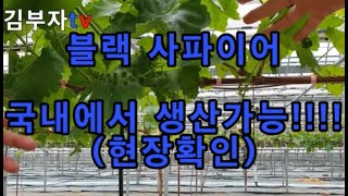 블랙사파이어 열매가 달린밭 탐방, 기존접목묘를 이용한 적은비용으로 품종갱신하기