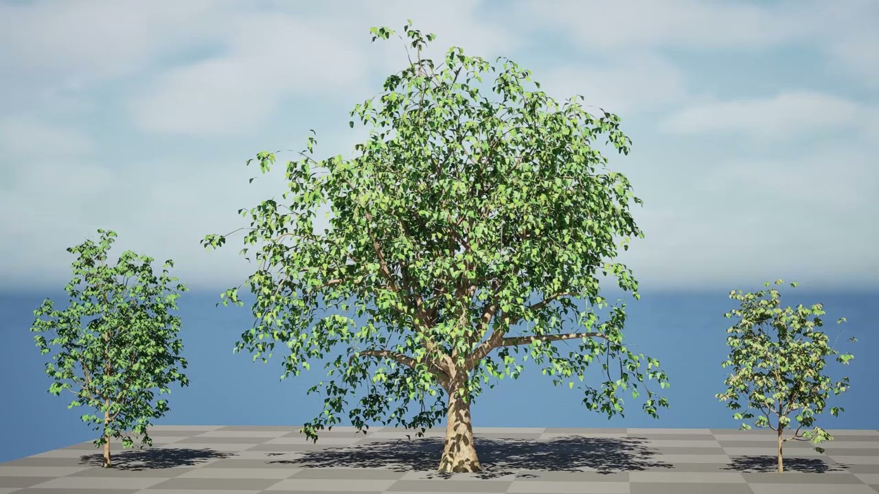 Cinnamon Ceylon Tree 3D Model