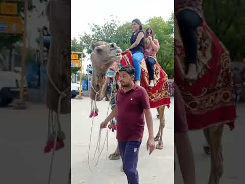 #sanak 😎😎😎 #ytshorts #camel #riding #travel #vlog  #viral