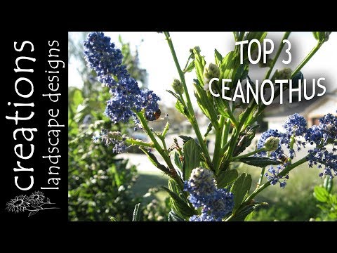 download lagu mp3 mp4 Dark Blue Ceanothus, download lagu Dark Blue Ceanothus gratis, unduh video klip Dark Blue Ceanothus