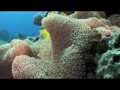 Los colores del agua documental naturaleza hd 1080p grandes documentales sfWqabJ bcE 36