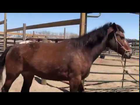 TAG 3909 Führtraining 1