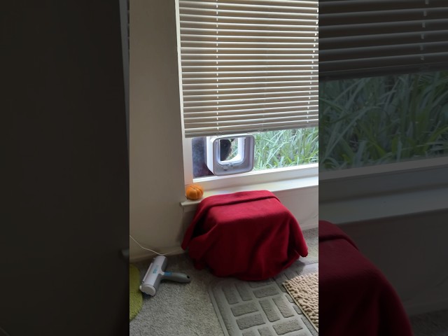 Judge.me YouTube video placeholder