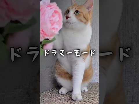 うちの猫が爆音で起こしてくる#元野良猫チャチャ #猫武将 #ねこ #ネコ #猫 #cat