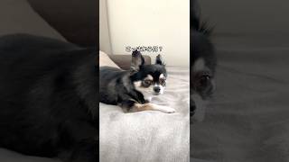 犬、穏やかな昼下がり。 #犬との暮らし#chihuahua #dog