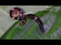 Predatory Flatworm Hunting Snails