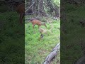 A Rabid Raccoon Chases a Deer #raccoon #deer #shorts