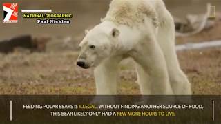 Heart-Wrenching Video Shows Starving Polar Bear on Iceless Land - NAT GEO - Official Video