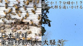 ニホンミツバチ巣箱移動中に大騒ぎ。逃亡か！？分蜂か！？蜂の大群を追いかける