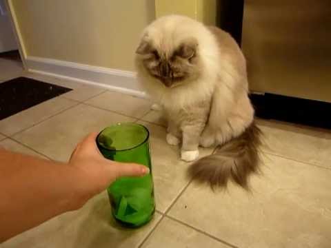 Does Your Cat Like Ice Cubes? Ragdoll Cats and Ice Cubes