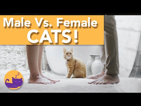 Male Vs. Female Cats - THE FACTS!