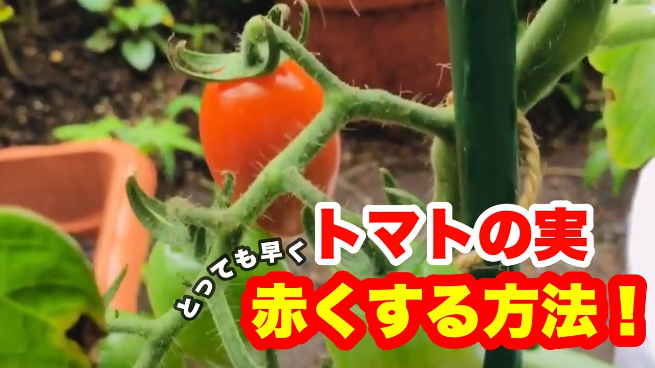 早く収穫！トマトの実がこんなに早く赤くなる！#家庭菜園 