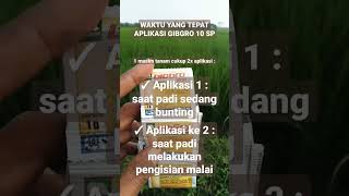 Download lagu waktu yang tepat aplikasi gibgro 10 sp #shorts #petanipadi #padi #panenpadi mp3 Download lagu waktu yang tepat aplikasi gibgro 10 sp #shorts #petanipadi #padi #panenpadi mp3