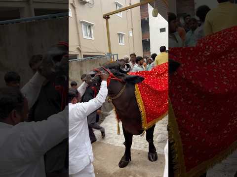 Laddu Yadav Sadar 2024 #sadar #ladduyadav sadar | Sadar Festival #sadarfestival in Hyderabad