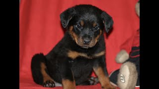 Video preview image #1 Rottweiler Puppy For Sale in ATGLEN, PA, USA