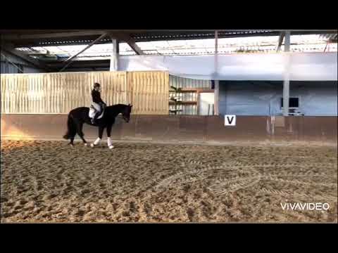 4jähriger Wallach von San Amour