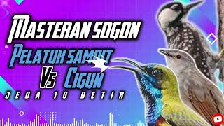 Download lagu Masteran sogon pelatuk sampit vs cigun!!! #sogon #sogongacor #sogokontong #sogokontonggacor mp3