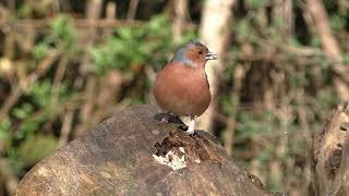 Download the video "Relaxamento - Absorvendo a Energia da Natureza 2"