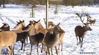 preview picture of video '2014 12 28 wentworth castle deer feeding'