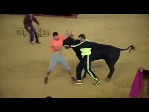 video engraçados de tourada na arena
