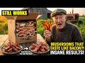 Grow Unlimited Bacon In A Cardboard Box No Pigs No Smoking The 8 Minute Setup