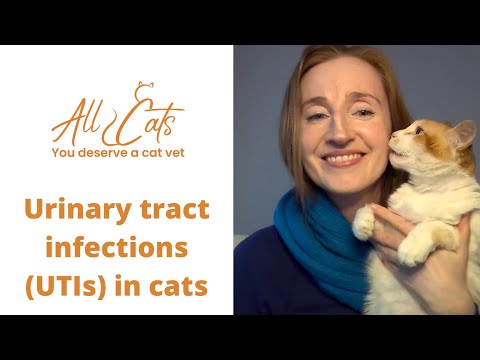 Urinary tract infections (UTIs) in cats