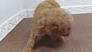 トイプードルの動画01