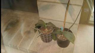 brad laner - why did i do it