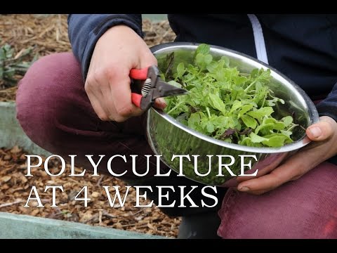 Polyculture at 4 weeks
