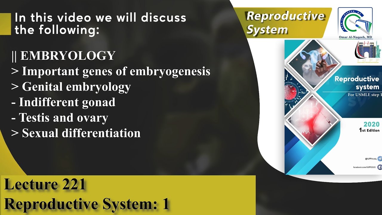 Genes of embryogenesis | Genital embryology | Indifferent gonad | Sexual differentiation