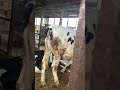 Cow Pooping