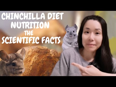Chinchilla Diet and Nutrition 2023 #05 | Pellets and Hay