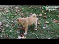 Shiba Inu dogs for sale: Wilbur - Video 1