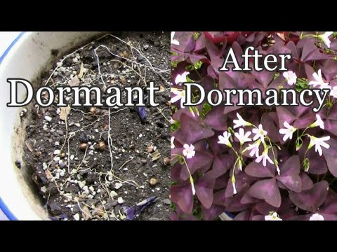 Explosive Ember Pepper Growing From Seedling Through The Summer