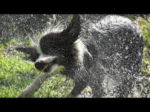 Dog days and bathing fun