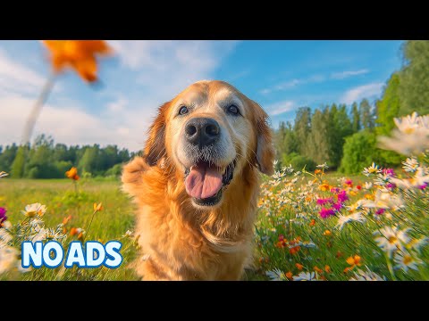 12 HOURS of Dog Calming Music For Dogs🎵🐶Dog Anxiety Relief Sounds🐶💖Deep Sleep Music