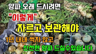 양파 썩지 않게 오래 드시려면 이렇게 자르고 보관해야 1년내내 바로 먹습니다 #양파수확시기 #양파저장방법