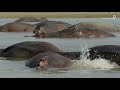 Safari Diaries Giraffe River Crossing